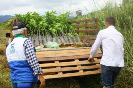 En el marco del día del Campesino, productores  agrarios celebran implementación del proyecto de  Agroforestería de la CDMB