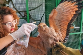 El águila volverá a sobrevolar los cielos