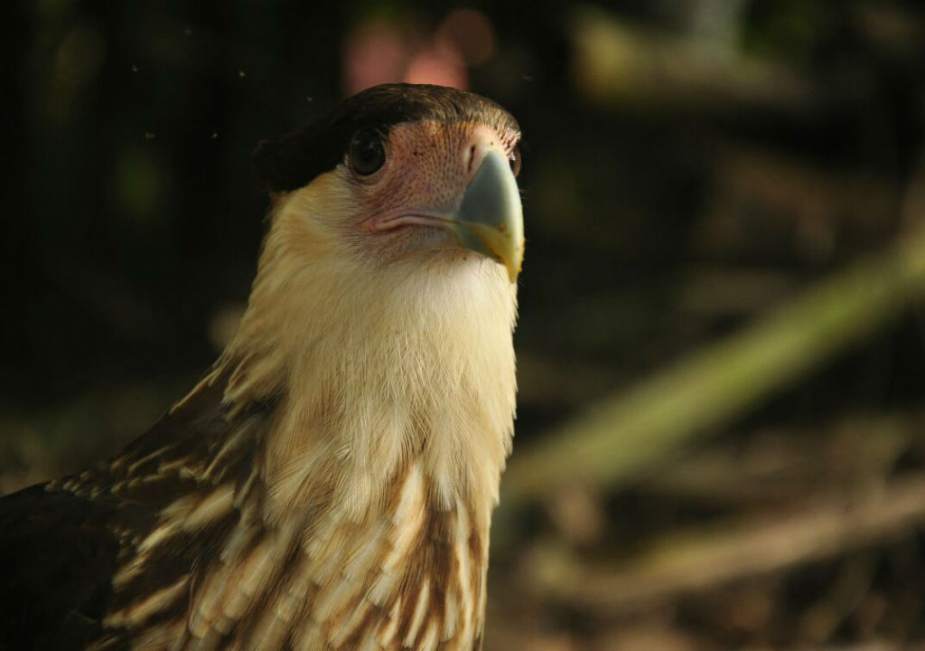 Aguila falleció