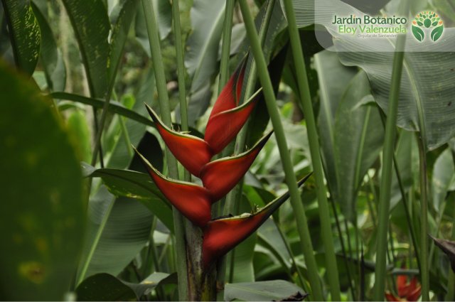 Jardín Botánico Eloy Valenzuela