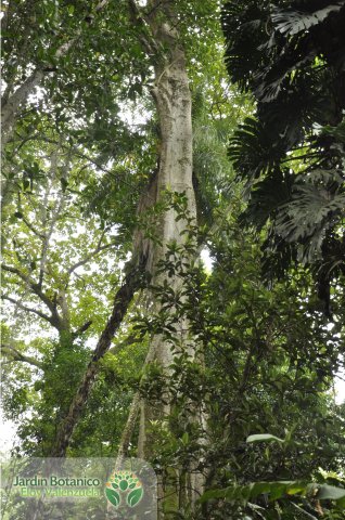 Jardín Botánico Eloy Valenzuela