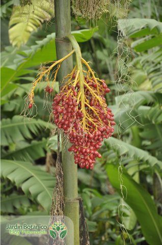 Jardín Botánico Eloy Valenzuela