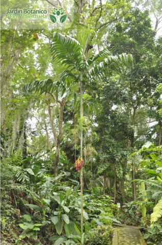 Jardín Botánico Eloy Valenzuela