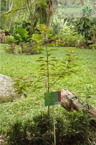 Jardín Botánico Eloy Valenzuela