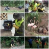 Grupo de Fauna rescata flamingos, chavarrí, tucán y morrocoys en la comuna 14