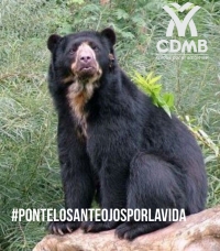 Hoy es el Día Internacional de la Protección del Oso Andino