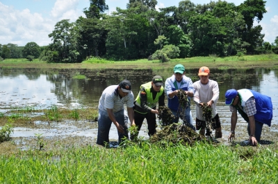 Taruya es una planta qua vive en el agua y se esparce cubriendo las lagunas