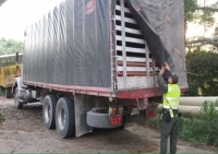 Capturado camión que traficaba madera ilegal