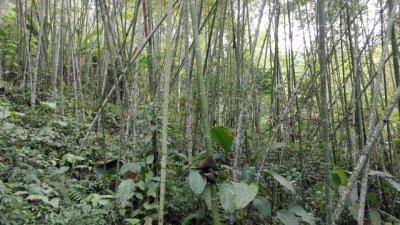 Un nuevo bosque natural le da respiro a la vereda La Judía