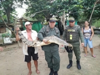 Grupo de Fauna devolvió a su hábitat a un caimán aguja