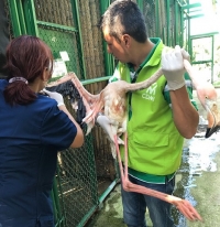 Ciudadana entregó flamingo rosado