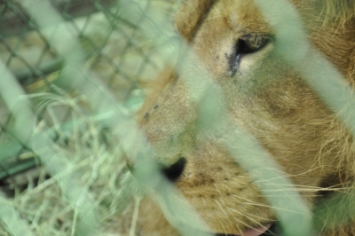 Avanzan preparativos para el traslado de los 9 leones a Bogotá