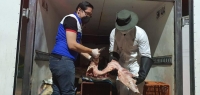 Importante incautación de carne de chigüiro realizó la CDMB.