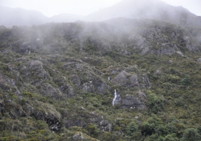 CDMB entregará incentivos forestales a dueños de predios de la jurisdicción