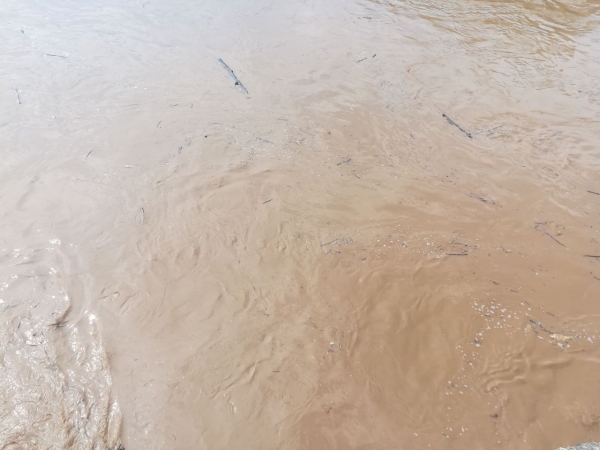 Grupo GEA inspección el bajo Lebrija por mortandad de peces