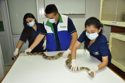 El Centro de Fauna ha recuperado este año 733 especies