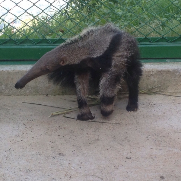 Oso hormiguero trasladado a rehabilitación a Medellín