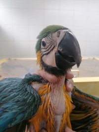 En proceso de recuperación, ´bebé´ guacamaya rescatada