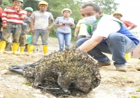 Rescatados un puercoespín y una fara