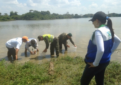 En el Día Mundial de los Humedales, CDMB liberó 5.000 alevinos y 50 tortugas