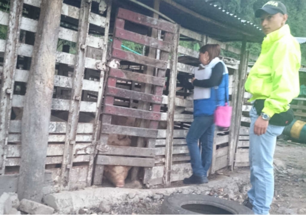 CDMB sella 9 porcícolas en corregimiento Bocas, en Girón