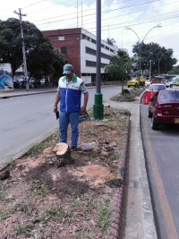 Once árboles de oití fueron talados en la avenida quebradaseca