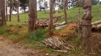 40 árboles de Eucalipto fueron talados en zona rural de Los Santos