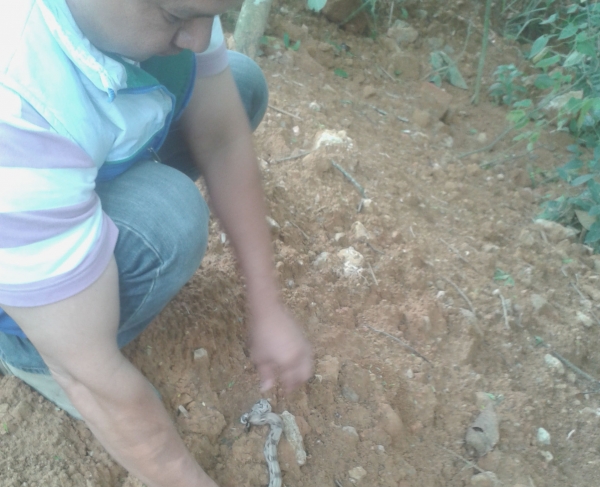 Rescatan boa juvenil en el sector de Chimitá