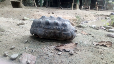 Se recuperó la tortuga atropellada