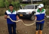 Rescatada gigantesca Boa en Lebrija