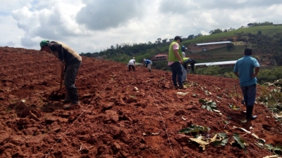 Detenida una persona por tala ilegal en Acapulco