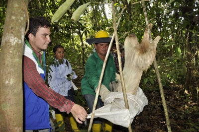 CDMB apoya reubicación de individuos rescatados durante el llenado del embalse de Hidrosogamoso