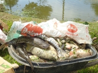 Por mortandad de peces CDMB realiza monitoreo a Río Lato en Guatiguará