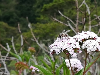 CDMB refuerza la conservación de las abejas melliferas en la jurisdicción