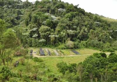 Cdmb produjo 1 millón 500 mil plantas en su viveros en 2014