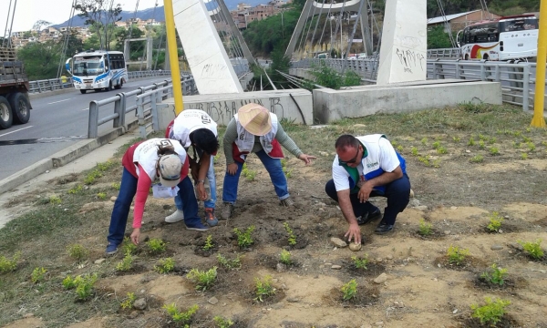 Sembratón en puente Antonia Santos en Giron por Día sin Carro