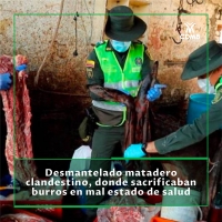 Desmantelado matadero clandestino que sacrificaba burros en mal estado de salud