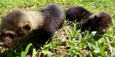 Dos tayras regresaron a su hábitat natural