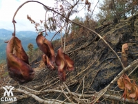 CDMB iniciará proceso sancionatorio contra los responsables del incendio en zona rural de Charta