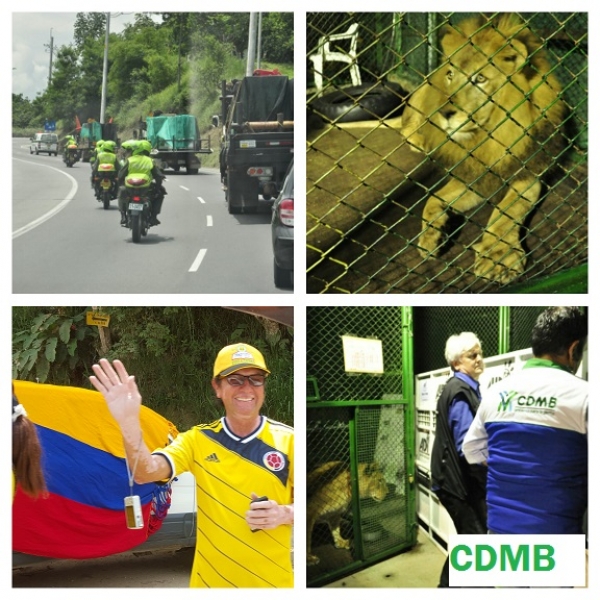 Los 9 leones partieron hacia su libertad en &Aacute;frica