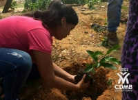 410.689 árboles fueron plantados en 2017