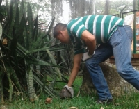 Tortugas del Jardín Botánico tienen permanente revisión