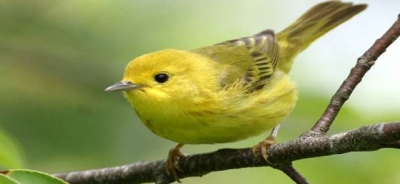 CDMB dicta Taller sobre Aves Migratorias a Estudiantes de las UTS