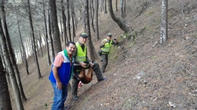 Incendios en Tona dejan herido a venado locho