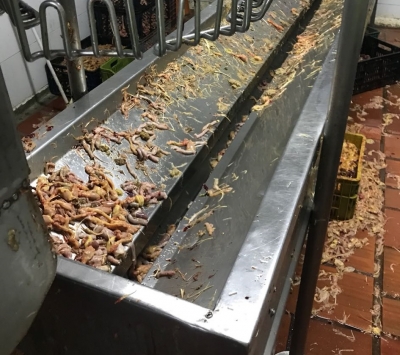Grupo Gea selló matadero clandestino de pollos en Zapamanga