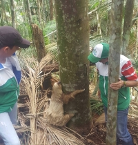 A su hábitat natural regresó la osa perezosa