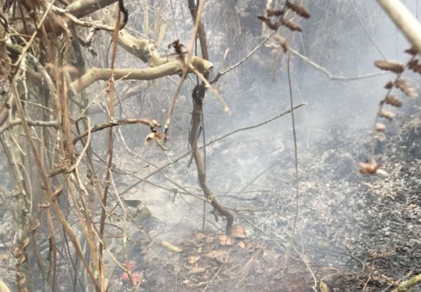 Se iniciará proceso sancionatorio por incendio forestal en Matanza