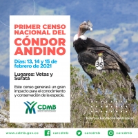 La CDMB participará en el primer censo Nacional del Cóndor Andino