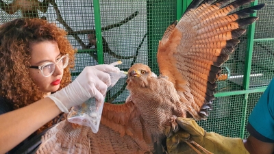 El águila volverá a sobrevolar los cielos