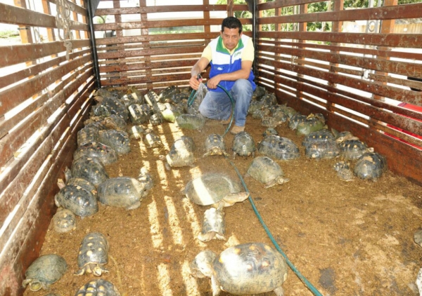 Masiva liberación de tortugas y babillas realiza CDMB en Sabana de Torres